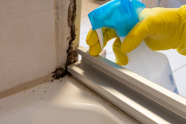 Best Professional Mold Removal  in USA